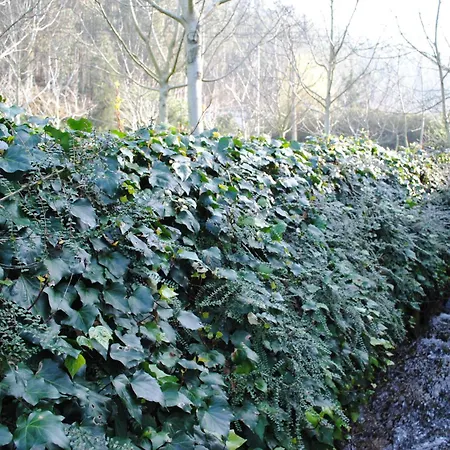 A Casa De Manas Mondoñedo